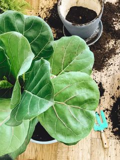 Potting or transplanting Ficus Fiddle Leaf Fig tree at home, When To Transplant Fig Tree [And How To]