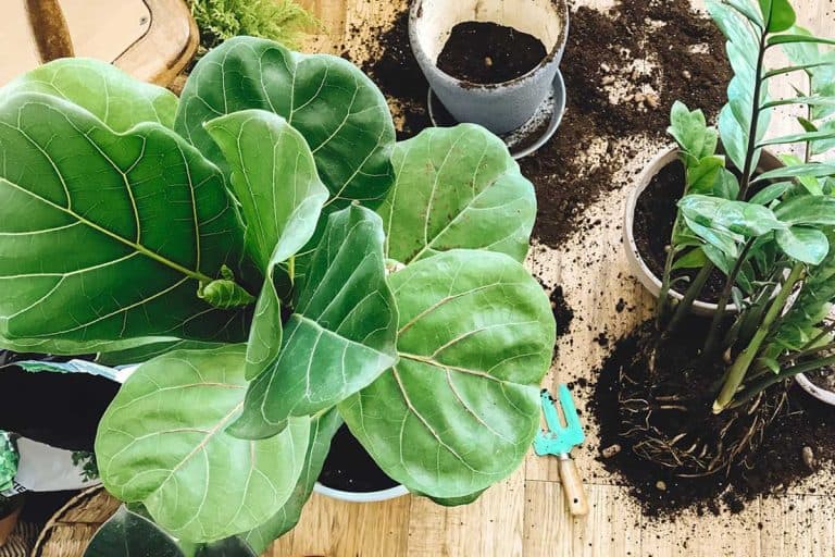 Potting or transplanting Ficus Fiddle Leaf Fig tree at home, When To Transplant Fig Tree [And How To]