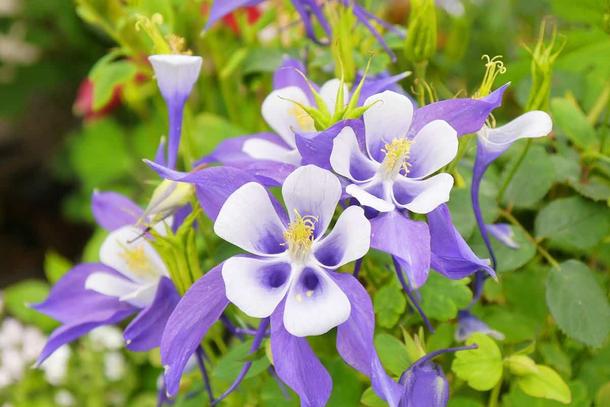 Purple Columbine flowers in the garden