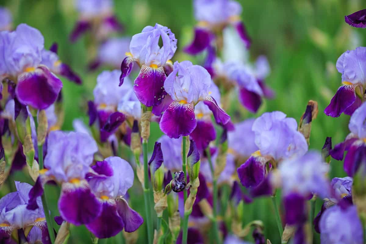 Purple and violet irises on green garden background