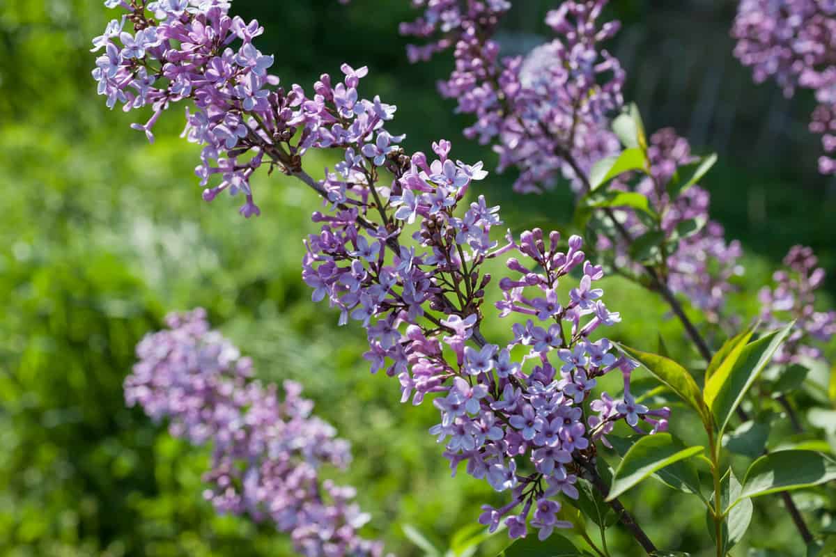 Purple buddleia flowers (Buddleja davidii). 