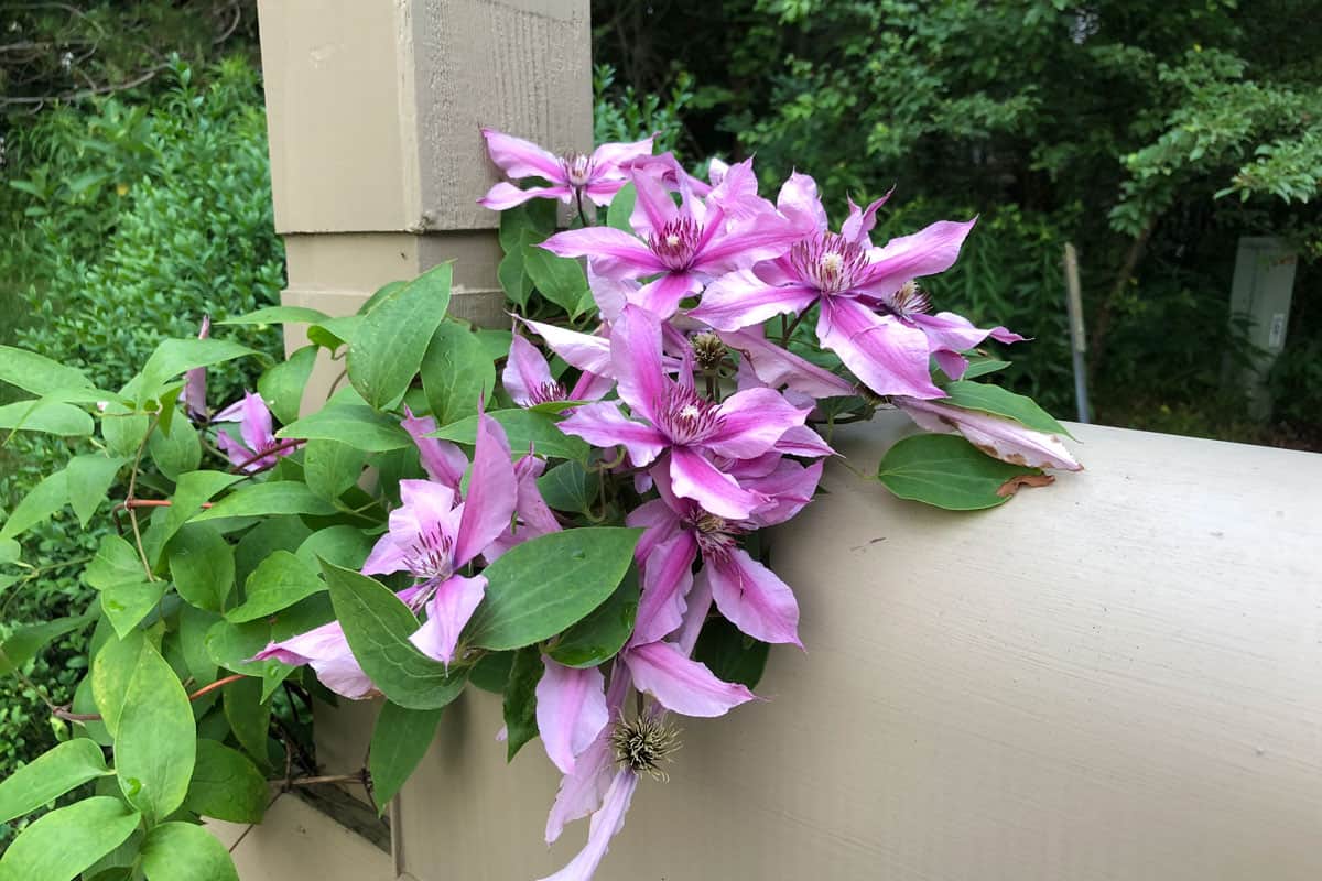 Purple clematis flowers crawling up the house column