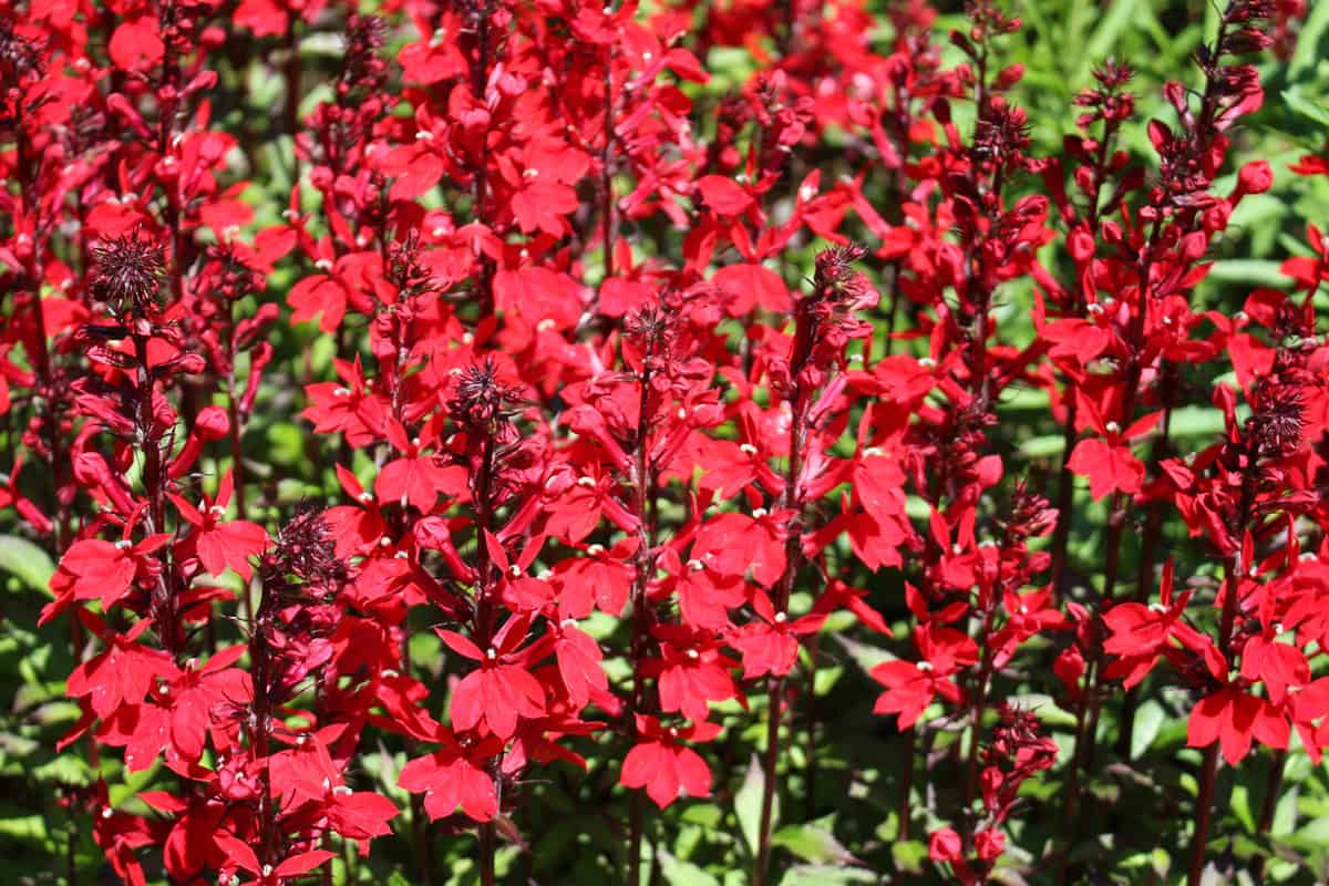 Red Cardinal Flowers (or Bog Sage) in St. Gallen, Switzerland. Its Latin name is Lobelia Cardinalis (Syn Lobelia Fulgens), native to eastern North America.