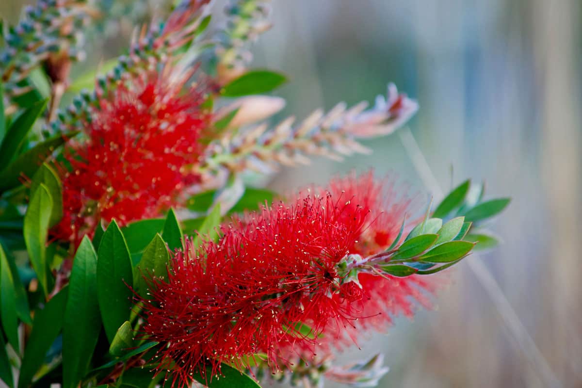 Red bottle brush flowers - Australian native plant