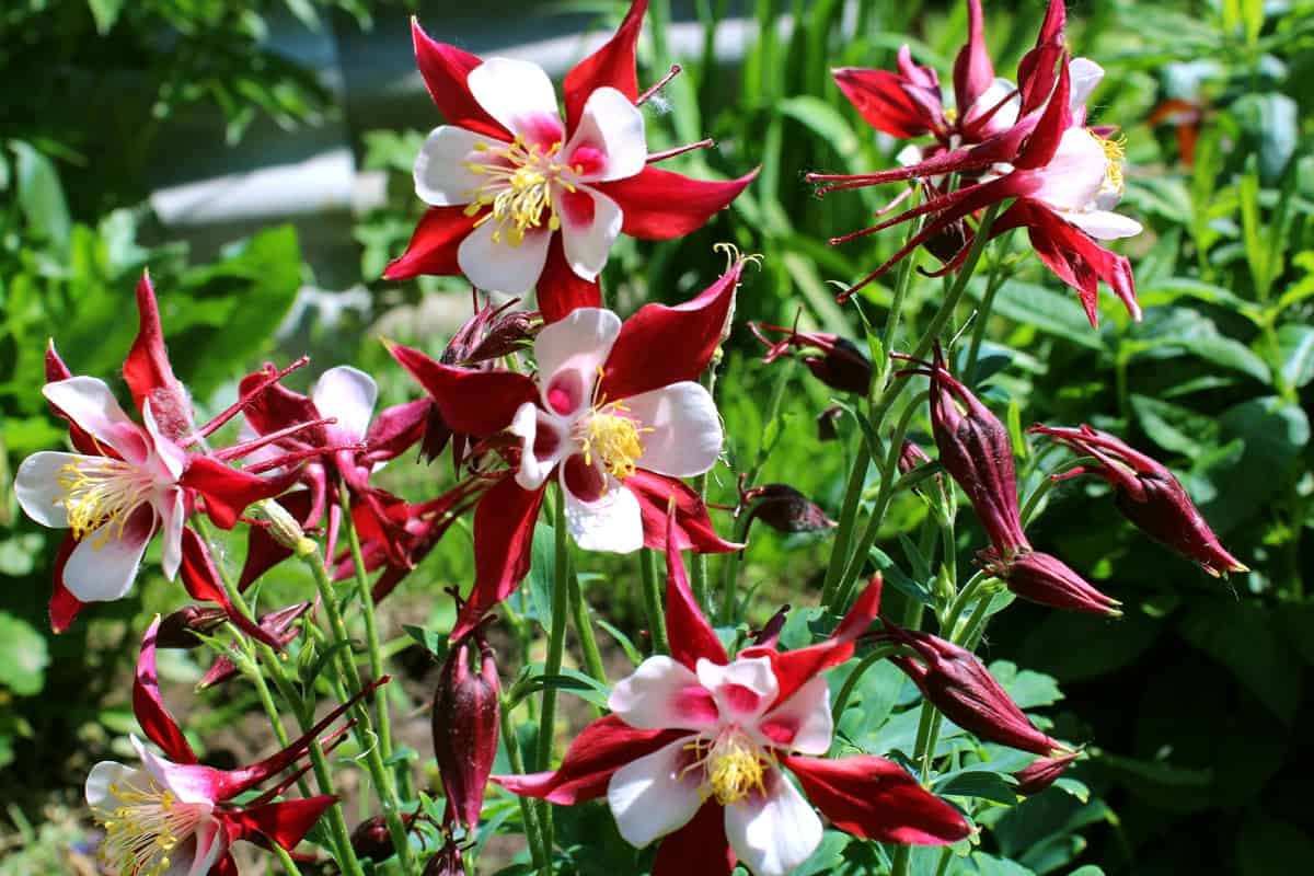 Red columbine (Aquilegia formosa) flower. Canadian columbine or Aquilegia granny bonnet native wild flower of western Canada.