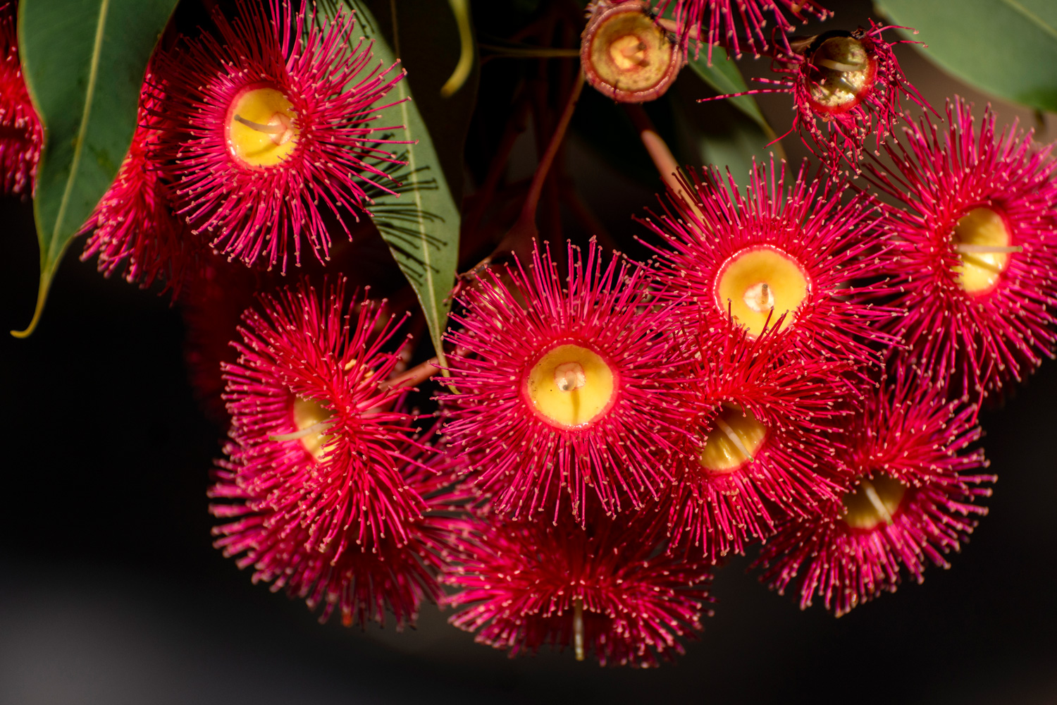 Red flowering gum tree blossoms, Corymbia ficifolia Wildfire variety,