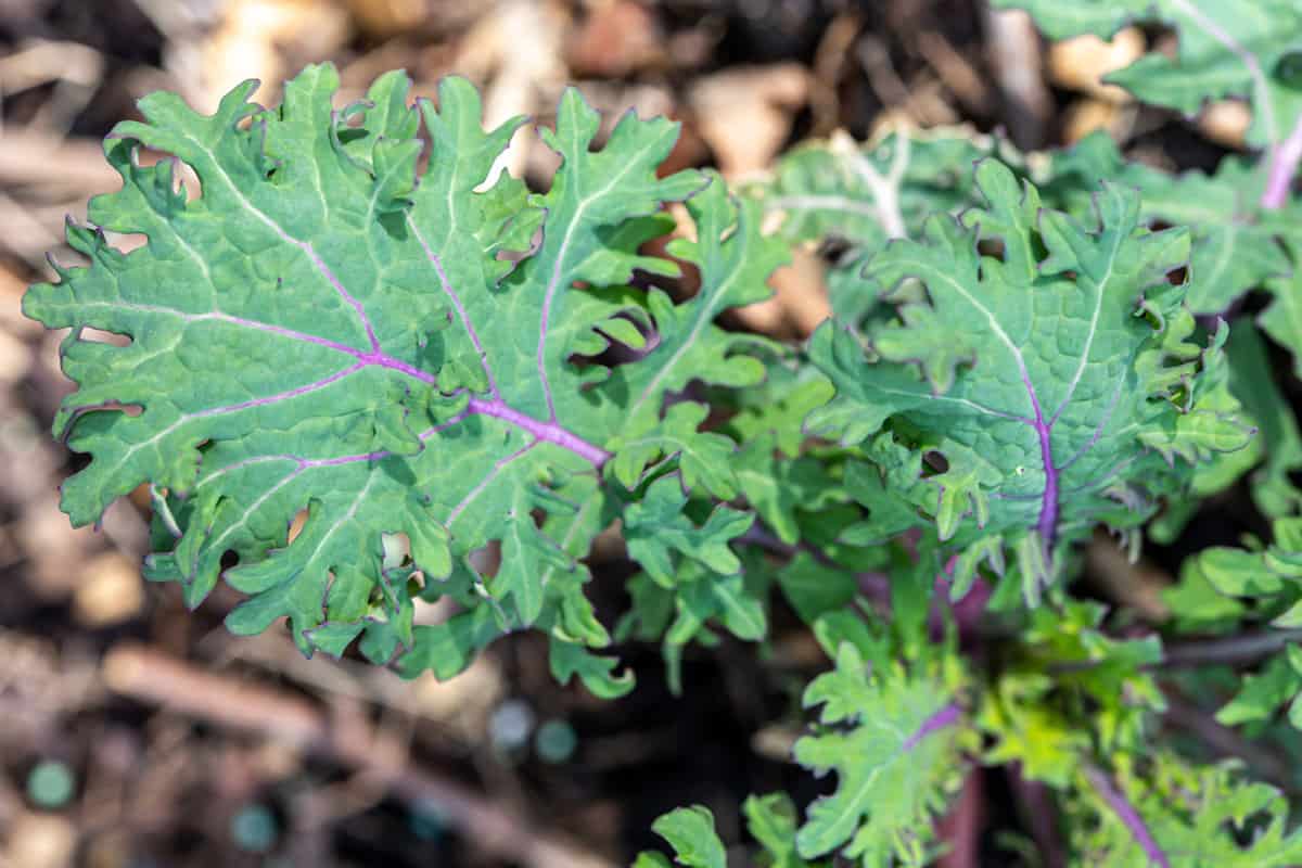 Red ursa kale green leaves with purple veins