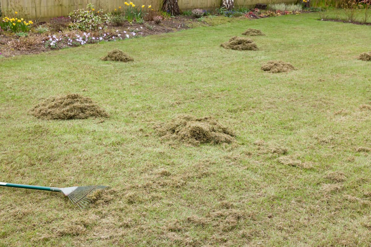 Removing top layer of moss in the garden lawn