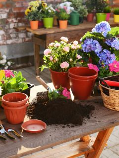 Replanting plants onto plastic pots on a table, Petunia Seedlings Not Growing - What To Do?