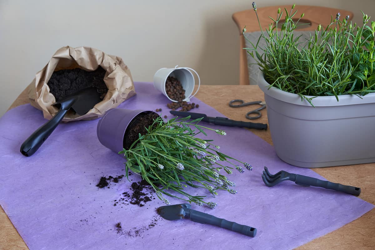 Repotting plants in larger containers. Lavender. Lavendula Angustifolia