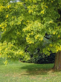 Robinia pseudoacacia tree, variety called Frisia Golden in Swiss Garden in Old Warden Park, Bedfordshire, England - Why Is My Mop Top (Robinia) Tree Dying