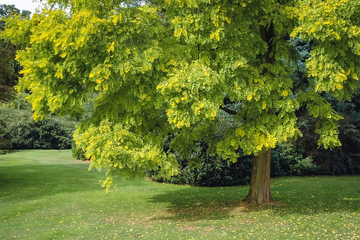 Robinia pseudoacacia tree, variety called Frisia Golden in Swiss Garden in Old Warden Park, Bedfordshire, England — Photo