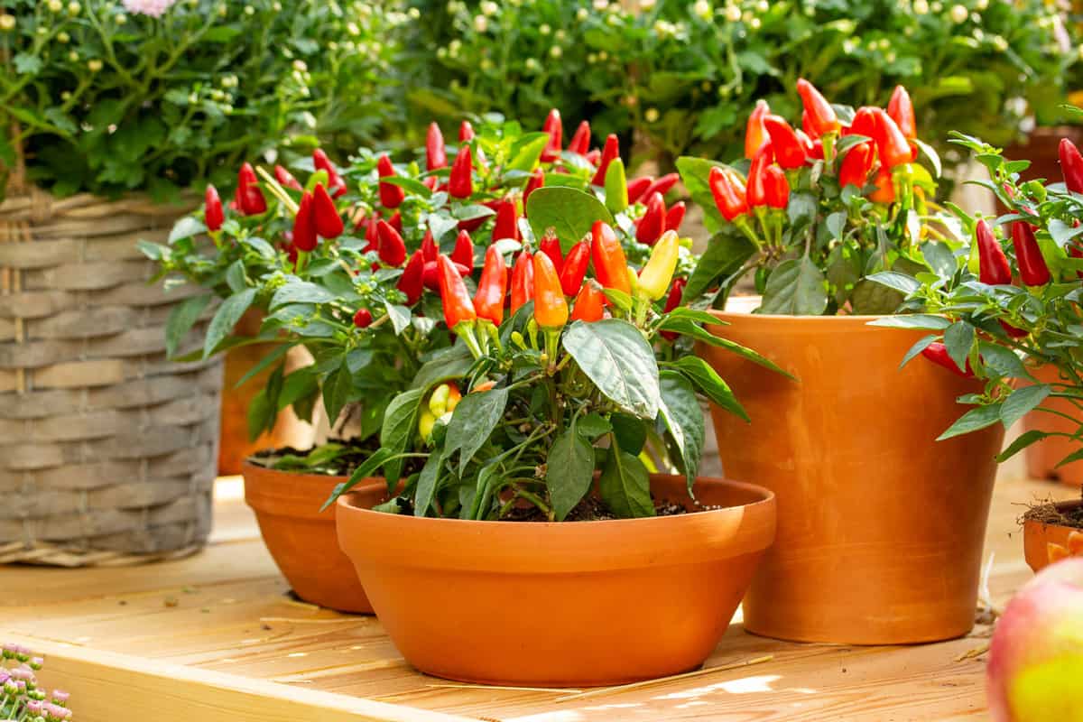 Small red jalapeno peppers grow in clay pots. A group of hot peppers in pots at the harvest festival. Ripe red hot chili jalapenos on a branch of a bush. Farm Organic Vegetables