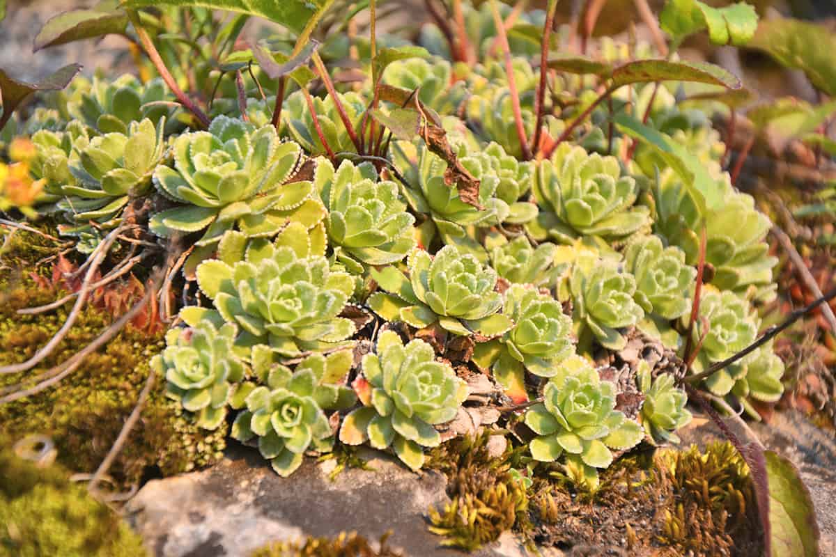 Saxifraga paniculata on rock