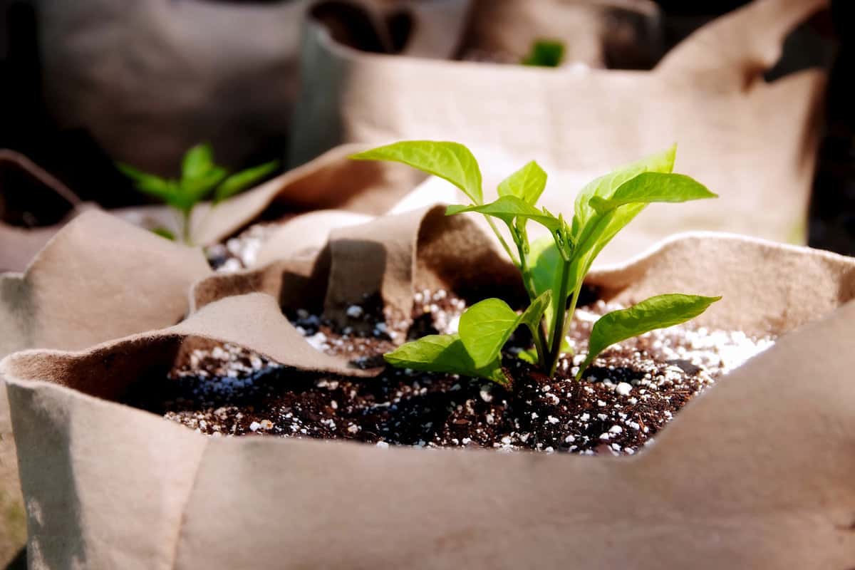 Seedling Planted in a Grow Bag