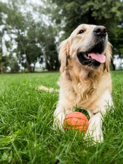 Selective focus of cute golden retriever dog lying with grass, How To Grow Grass In High Dog Traffic Areas