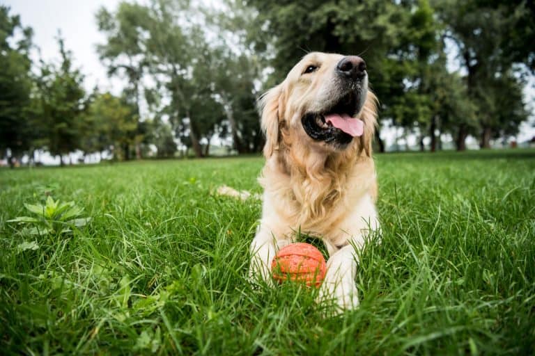 Selective focus of cute golden retriever dog lying with grass, How To Grow Grass In High Dog Traffic Areas