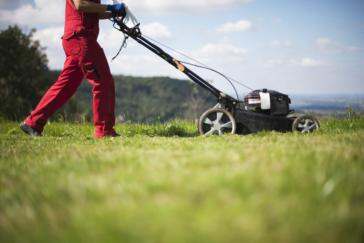 Self-propelled mower cutting grass