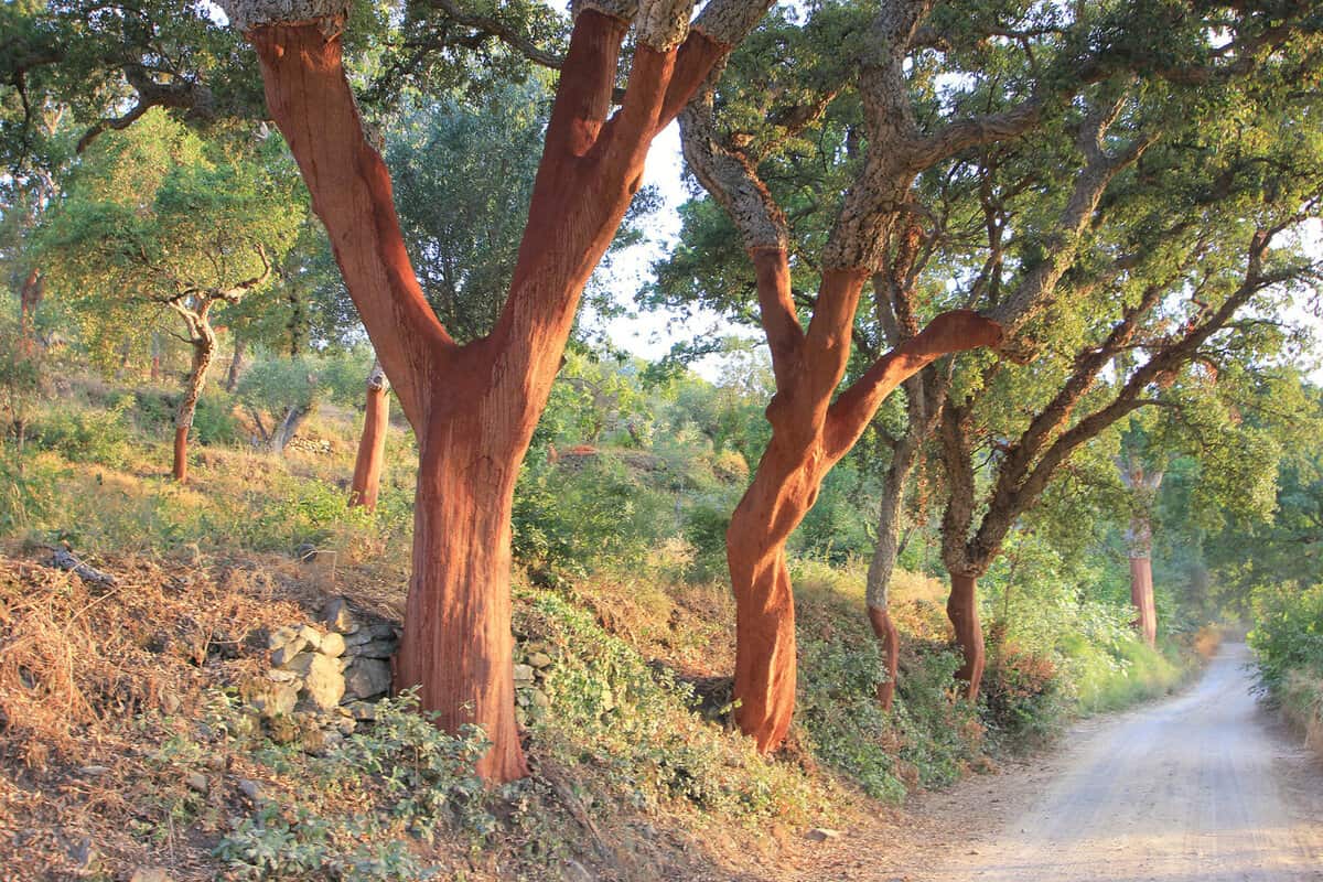 Several cork oaks on the roadside in Tuscany in summer