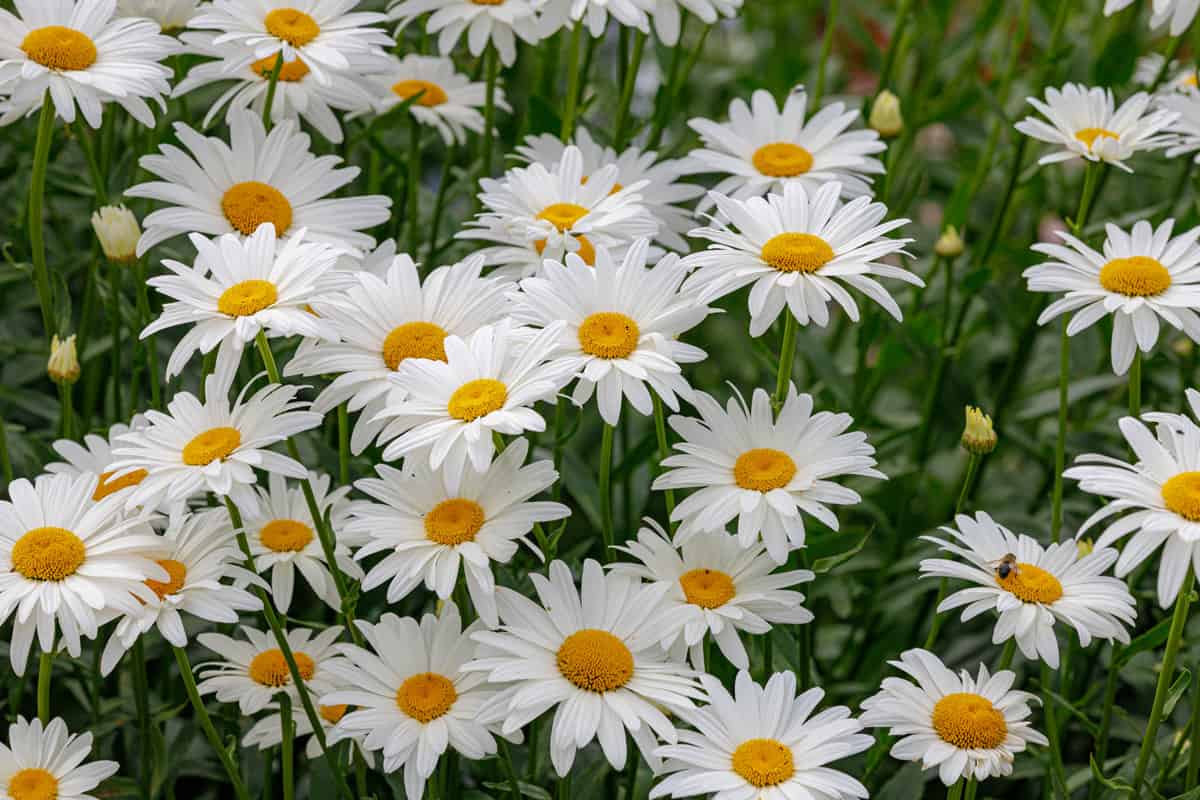 Shasta Daisies with bright white blooming petals