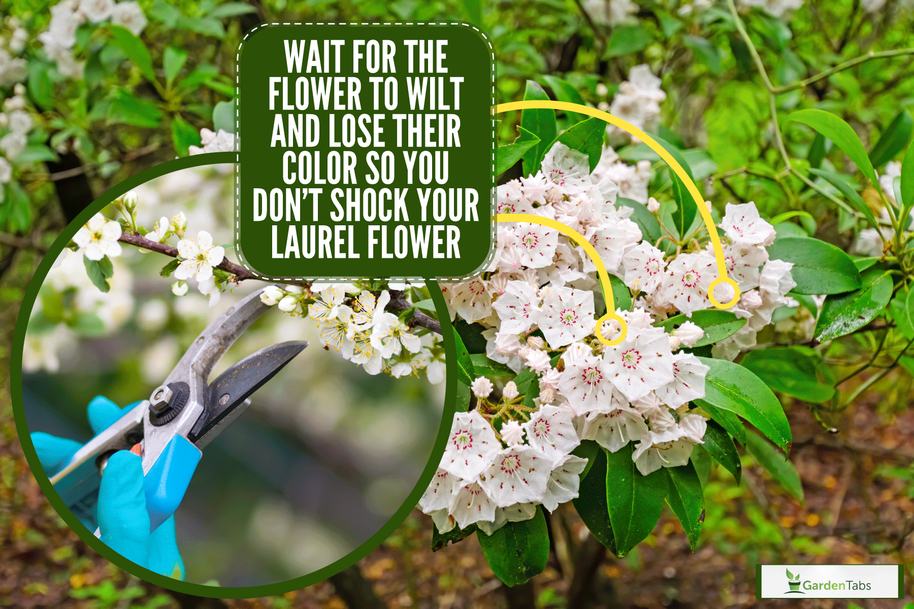 White dotted flowers of a cherry laurel tree, Should You Cut The Flowers Off Laurel? [When And How To Deadhead]