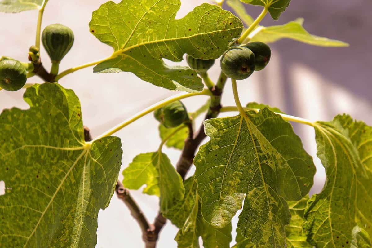 Signs of plant disease or lacking water, yellowing fig leaves