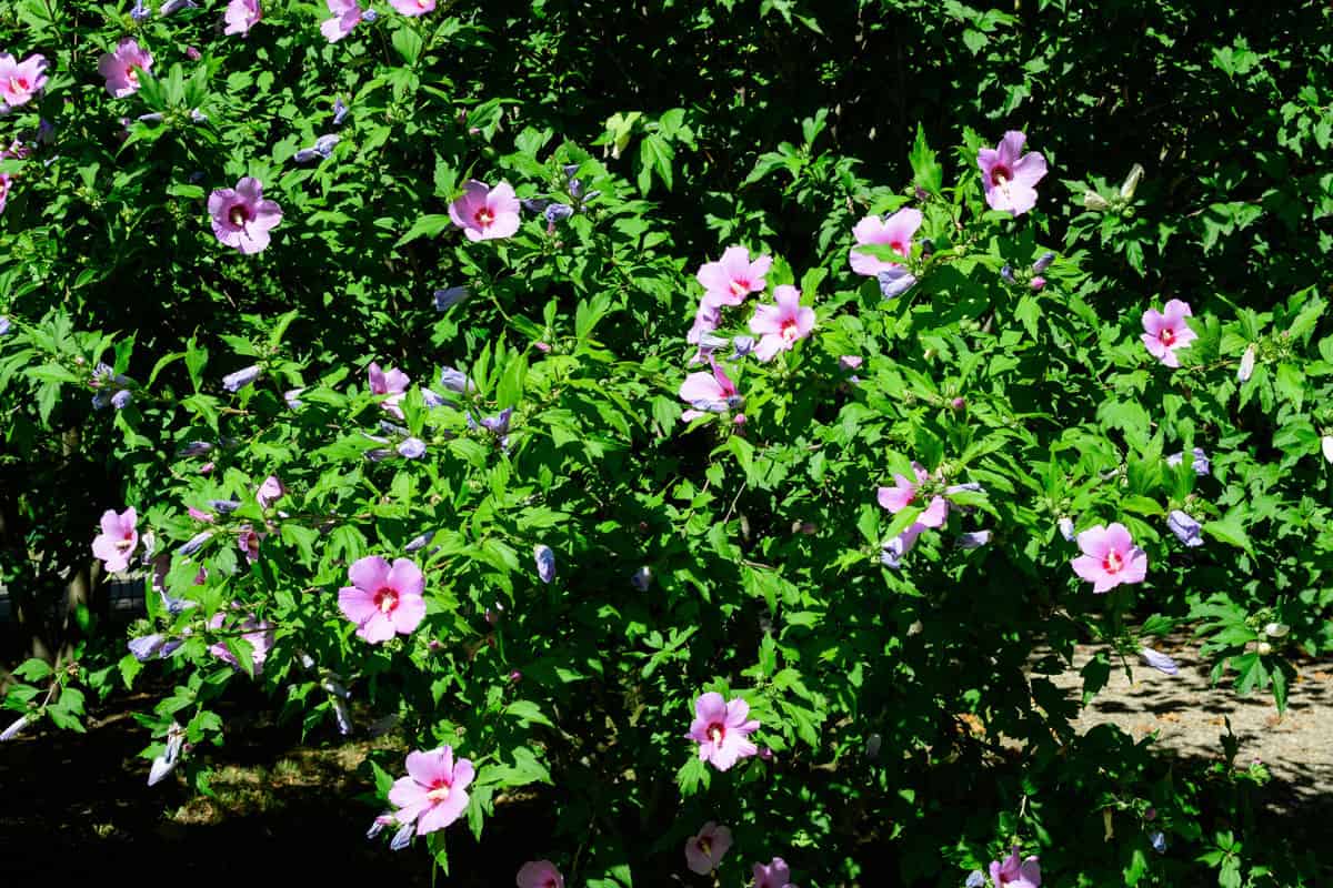 Small blooming flowers of a Hibiscus Shrub