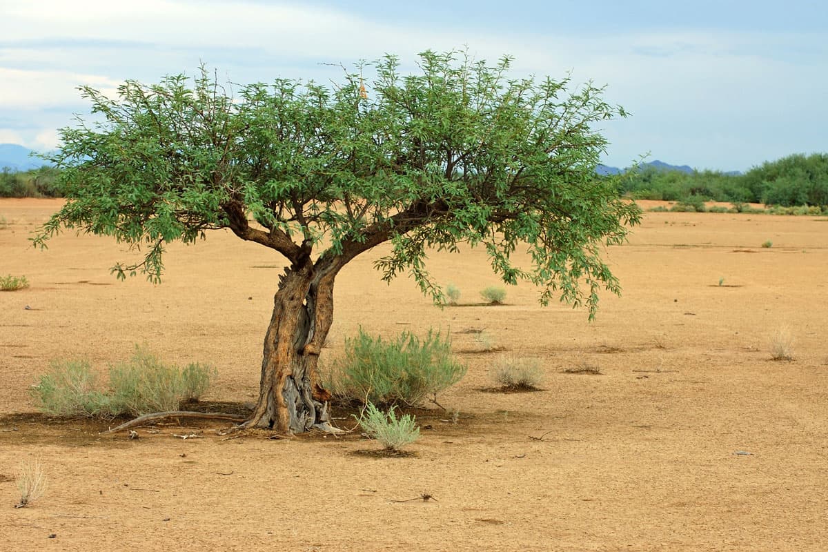 Small mesquite tree on a desert