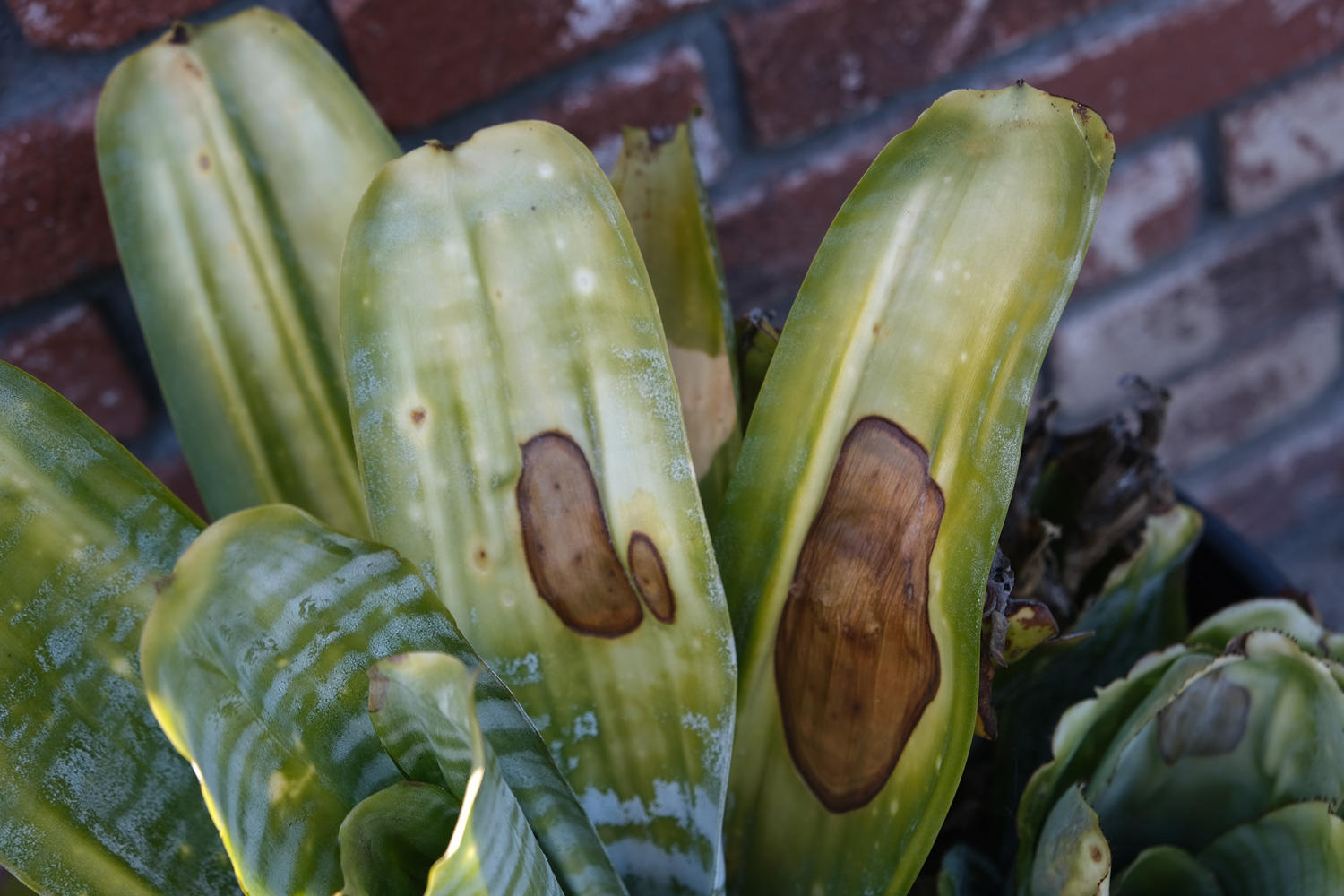 Snake Plant diseases. Sansevieria Zeylanica. Diseases in the plant. Fungal, Aphids, mildew plant, mold.