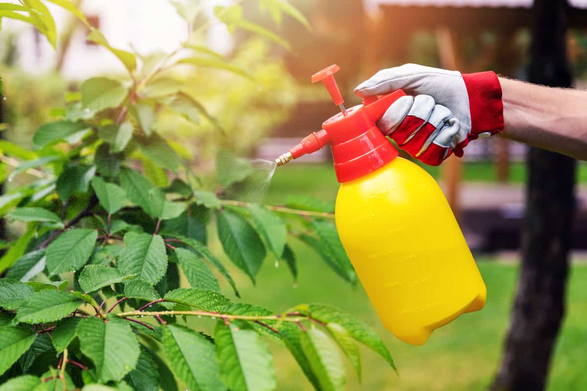 Spraying pesticide to the plant due to disease