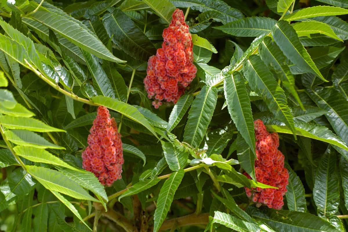 Staghorn Sumac photographed up close in the garden