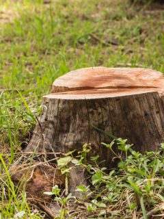 Stump on green grass in the garden. Old tree stump in the summer park - How To Remove Tea Trees