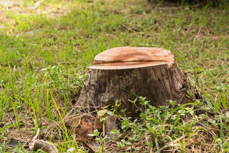 Stump on green grass in the garden. Old tree stump in the summer park - How To Remove Tea Trees