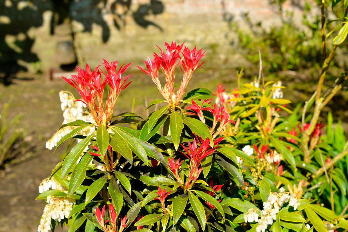 Stunning blooming forest flame plant