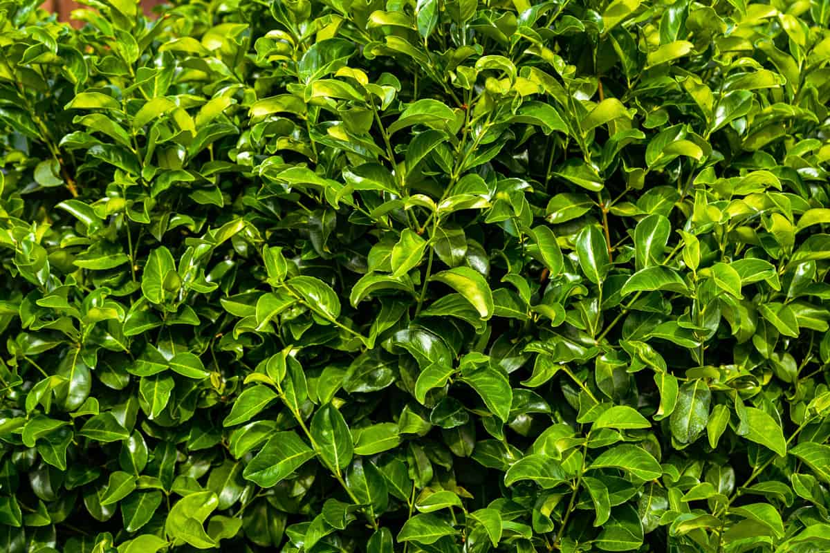Stunning view of some Cherry Laurel leaves forming a natural background. 