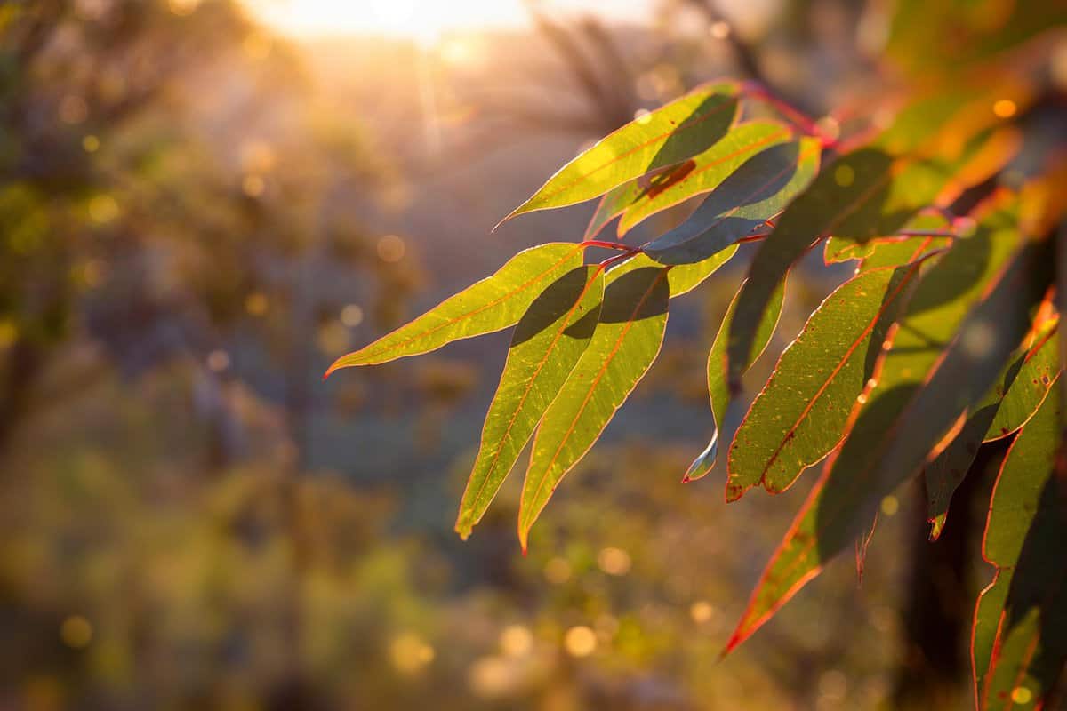 Sunlight glowing golden on a eucalyptus sapling