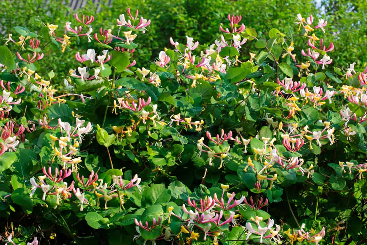 Sweet honeysuckle blooms photographed early in the morning
