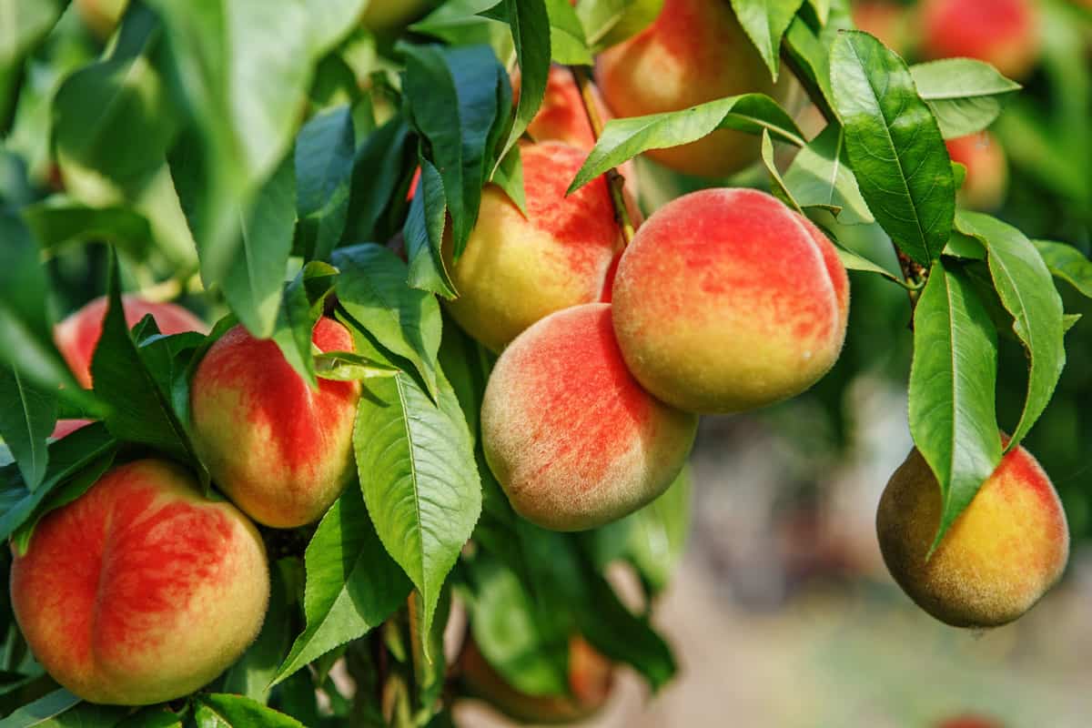 Sweet peach fruits growing on a peach tree branch in orchard