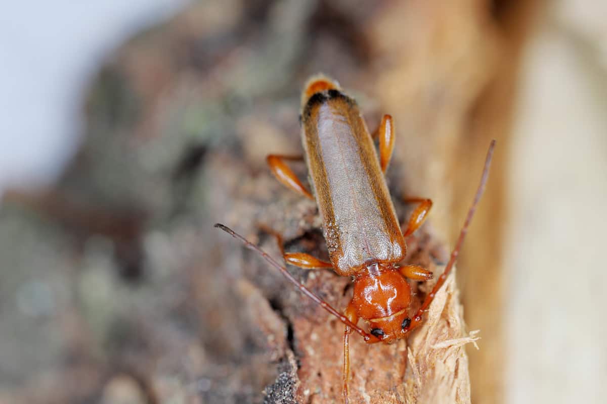 Tanbark Borer - Violet Tanbark Beetle (Phymatodes testaceus) - brown form - Bark and wood borer insect.