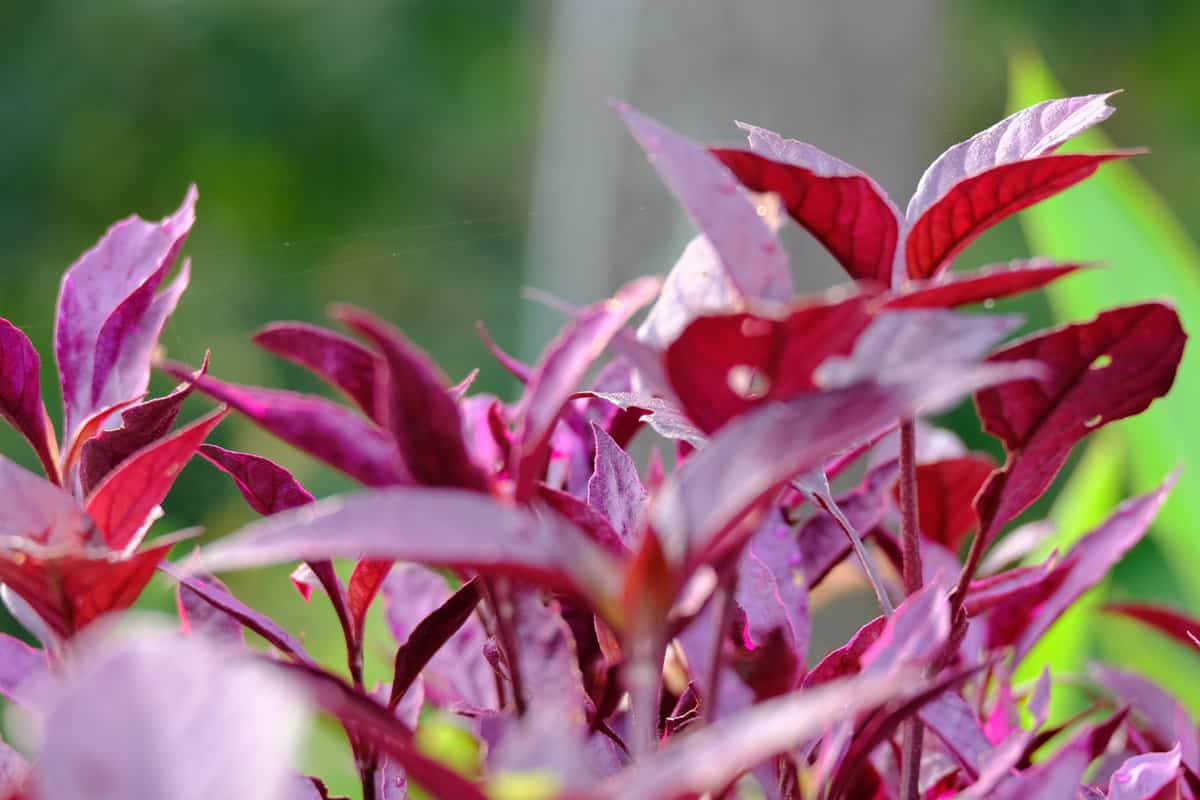 The beautiful Alternanthera dentata grows in the garden. The little ruby ​​or ruby ​​​​alternanthera leaves, is a ground cover plant.