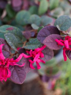The blooming red petals of a Loropetalum flower photographed up close, Why Is My Loropetalum Dying? [And How To Save It]