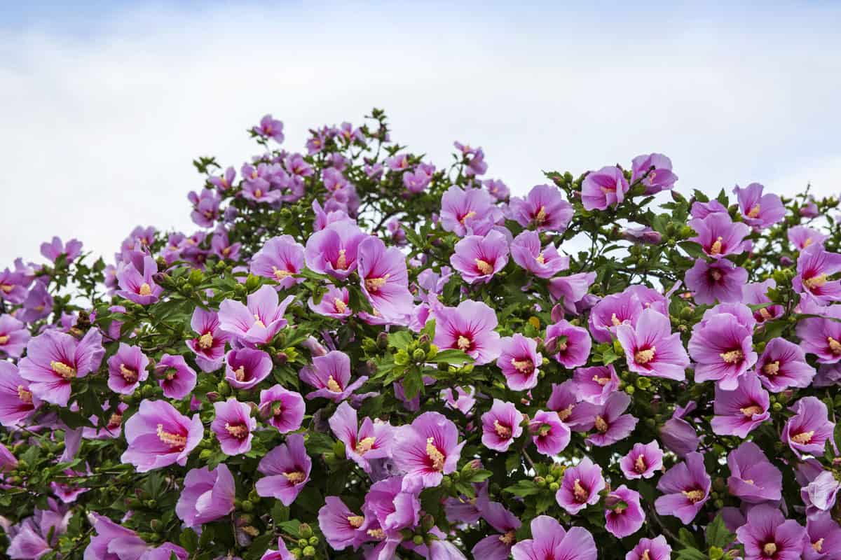 The gorgeous pink and purple blooming flowers of a rose of sharon flower