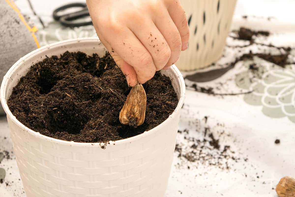 The process of planting freesia flower bulbs in a white pot