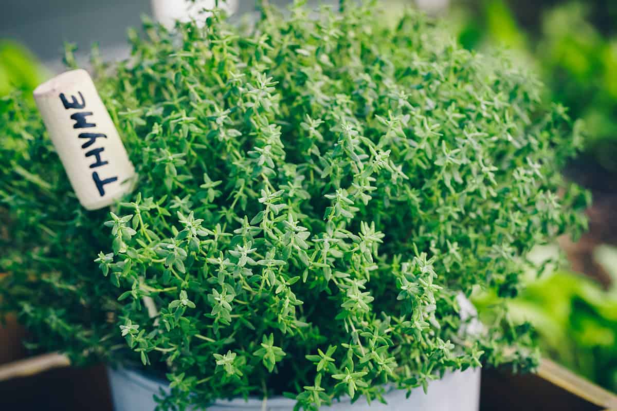 Thyme plant in a pot
