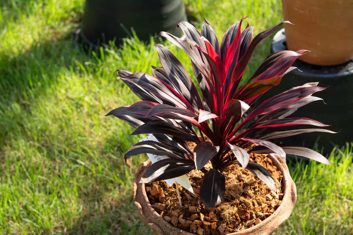 Tiplant's bright red leaves in pot (Cordyline fruticosa)