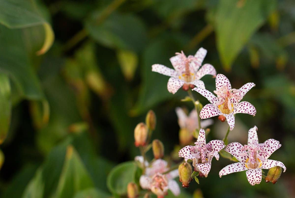 Toad lily flower growing in a flowerbed
