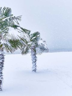 Tropical evergreen palm trees covered with snow in a blizzard, Can Palm Trees Survive A Freeze?