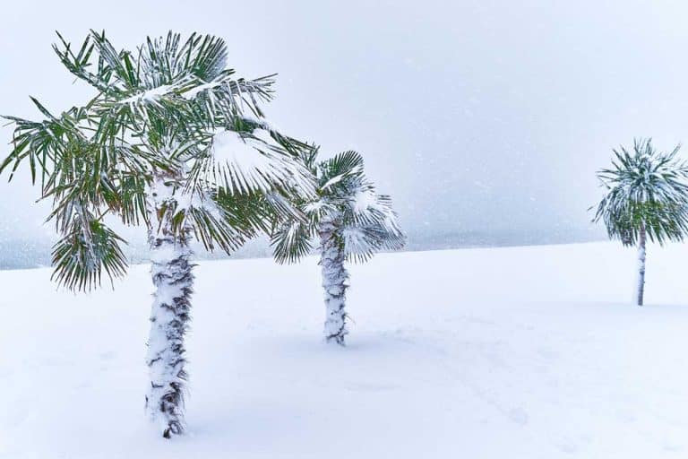 Tropical evergreen palm trees covered with snow in a blizzard, Can Palm Trees Survive A Freeze?