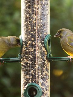 Two male European greenfinches (Chloris chloris) are sitting on a silo bird feeder filled with mixed seeds, What To Plant Under Bird Feeders [8+ Suggestions]