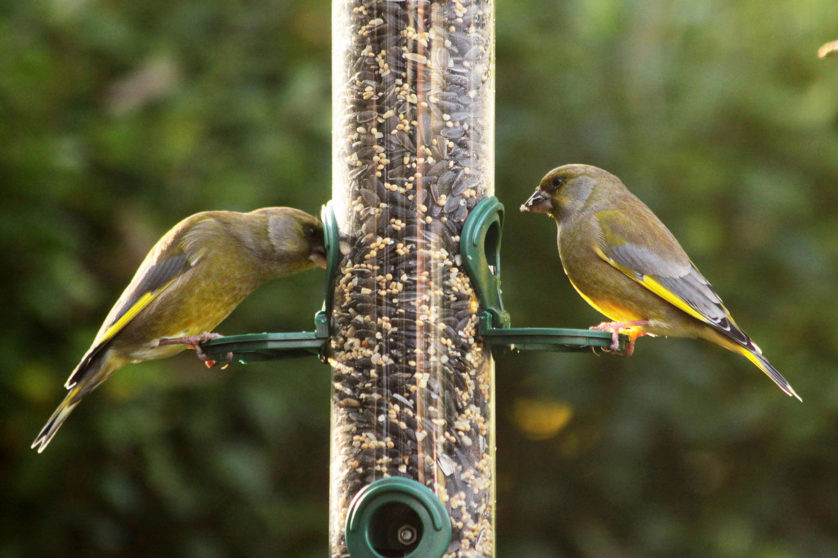 Two male European greenfinches (Chloris chloris) are sitting on a silo bird feeder filled with mixed seeds